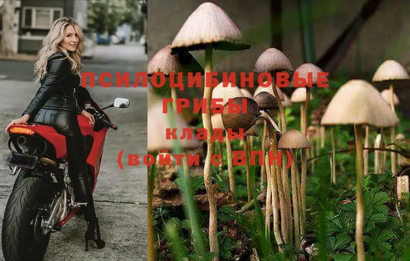 как найти   Чусовой  Псилоцибиновые грибы MAGIC MUSHROOMS 